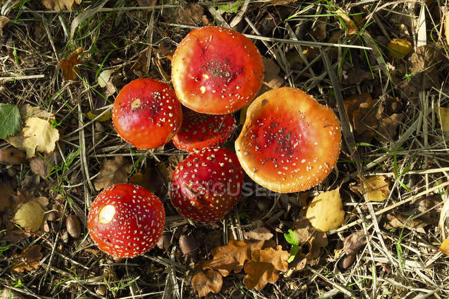 Fly agaric mushrooms (Amanita muscaria) growing outdoors — Stock Photo