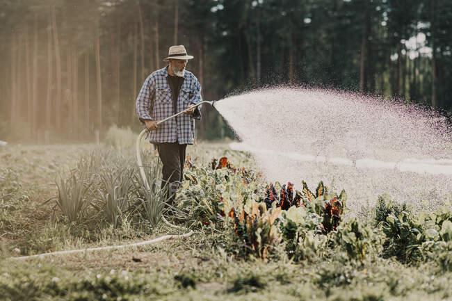 Фермер поливает посевы трубами, стоя на сельскохозяйственном поле — стоковое фото