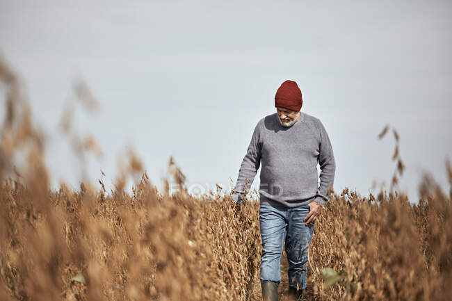 Agricoltore indossa cappello maglia esaminando raccolto mentre cammina in campo contro cielo limpido — Foto stock