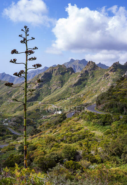 Serpentinenstraße im bewaldeten Macizo de Anaga-Gebirge — Stockfoto