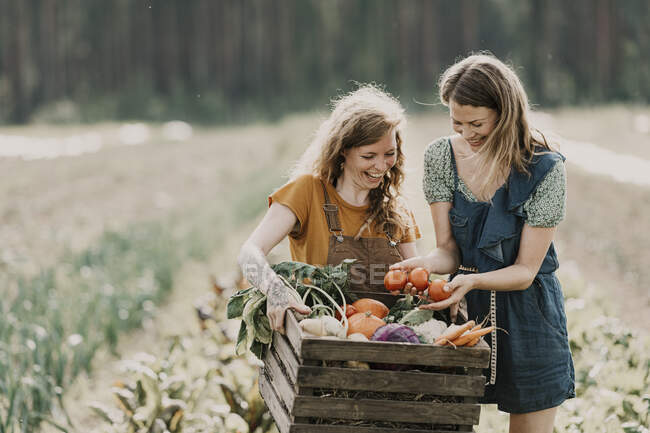 Trabalhadores da fazenda sorrindo coletando legumes em cesta enquanto estão na fazenda — Fotografia de Stock