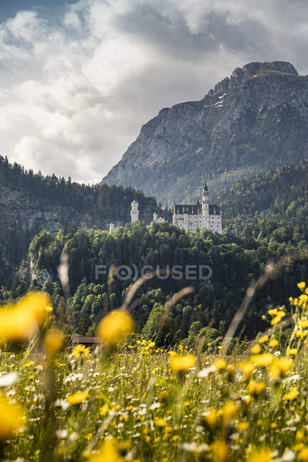 Alemanha, Baviera, Schwangau, Castelo de Neuschwanstein e montanhas com flores amarelas no prado em primeiro plano — Fotografia de Stock