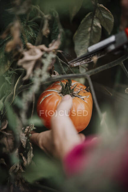 Mujer quitando tomate podrido de la cosecha en la granja - foto de stock