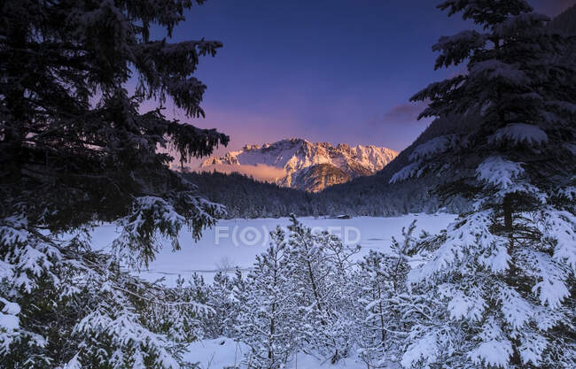 Trees covered with snow and mountain during sunset — Stock Photo