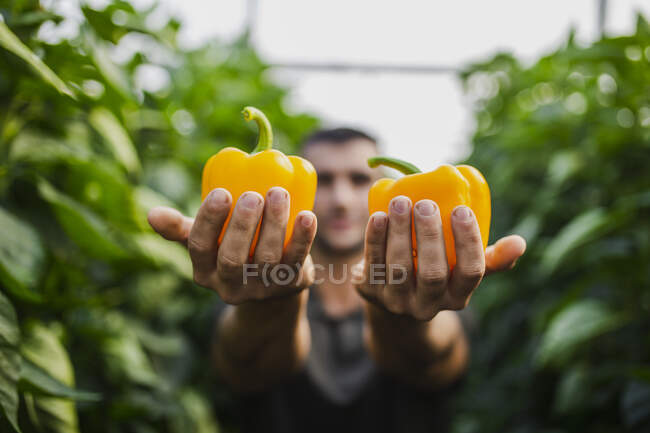 Exploitation de poivrons jaunes fraîchement récoltés en serre — Photo de stock