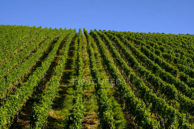 Ряди виноградників у винограднику. — стокове фото