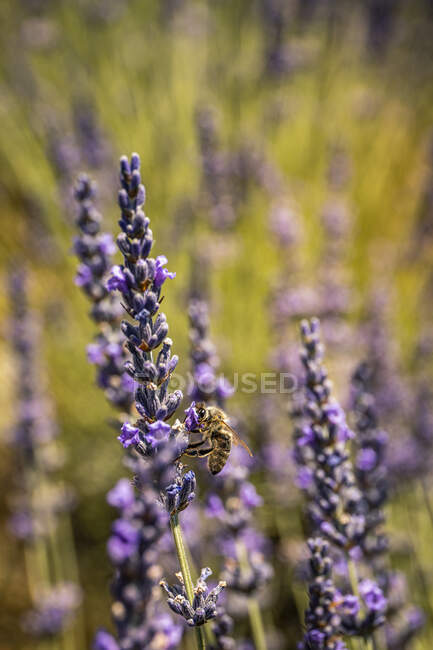 Fiore di lavanda - Foto stock, immagini royalty free