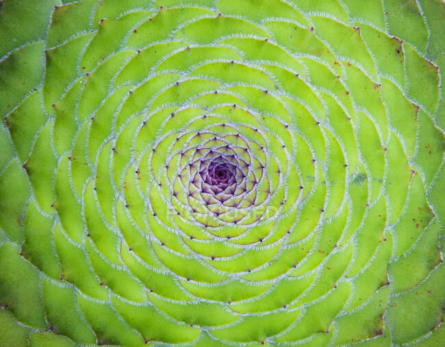 Green natural pattern of flat-topped aeonium (Aeonium tabuliforme) — Stock Photo