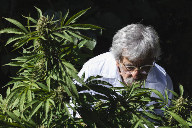 Чоловічий еколог пахне марихуаною на фермі. — стокове фото