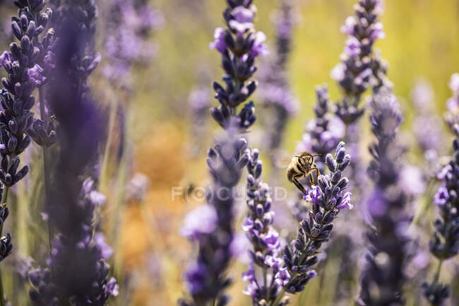 Lavendelblüten im Garten — Stockfoto