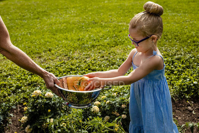Fille portant des lunettes de mettre la tomate dans un bol tenu par grand-mère — Photo de stock