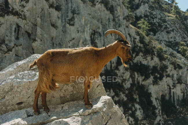 Goat standing at edge of mountain at Cares Trail in Picos De Europe National Park, Asturias, Spagna — Foto stock