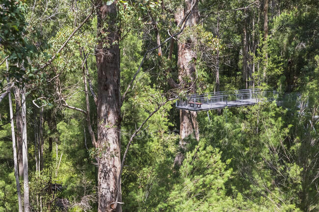 Pasarela que se extiende entre árboles rojos de hormigueo (Eucalyptus jacksonii) creciendo en el Parque Nacional Walpole-Nornalup - foto de stock