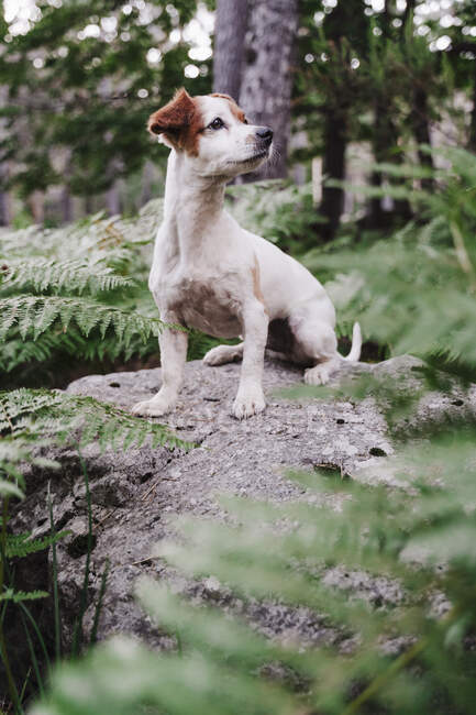 Lindo cachorro mirando hacia otro lado mientras está parado en la roca en el bosque - foto de stock