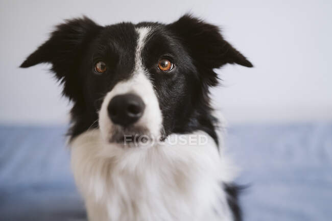 Chien assis sur le lit à la maison — Photo de stock