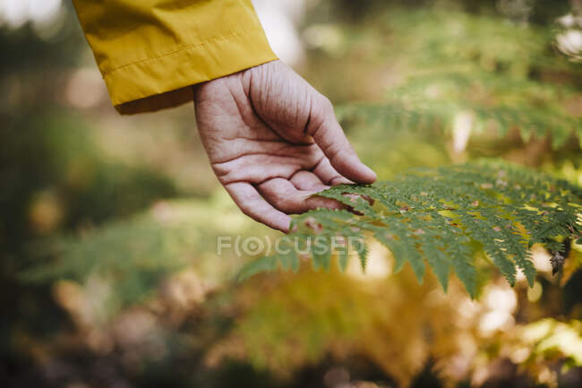 Womans hand touching fern in forest — Stock Photo