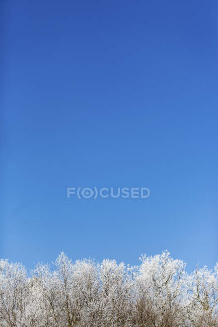 Blue sky over snow-covered trees in winter - foto de stock