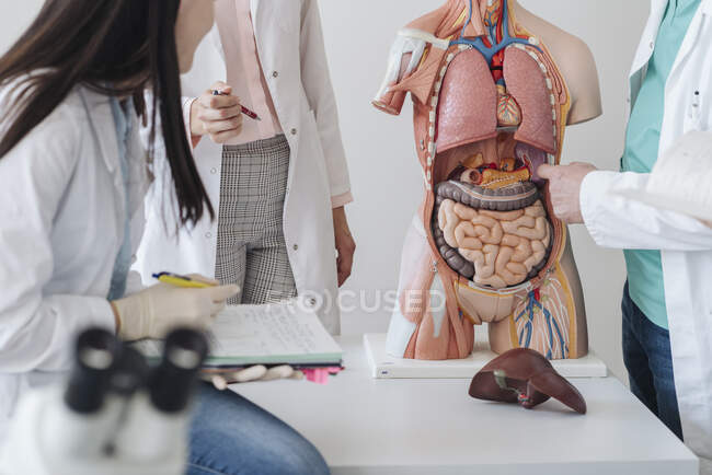 Обзор урожая студентов, анализирующих анатомическую модель в классе — стоковое фото