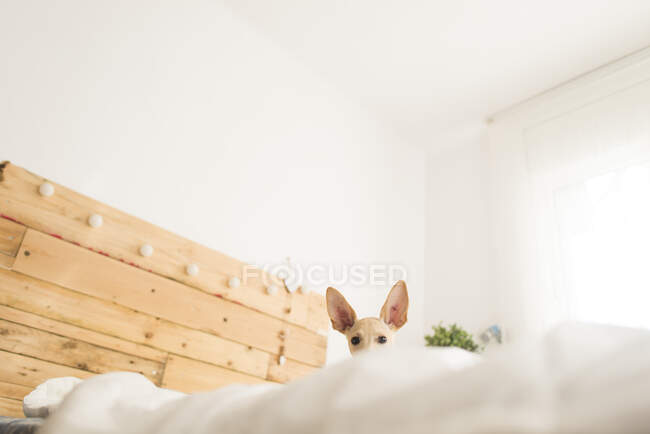 Basso angolo ritratto di cane sul letto contro parete bianca a casa — Foto stock
