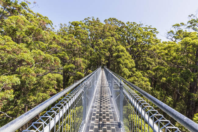 Treetop walkway stretching between red tingle trees (Eucalyptus jacksonii) growing in Walpole-Nornalup National Park — Stock Photo