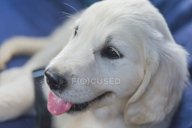 Ritratto di cucciolo bianco che sporge la lingua — Foto stock