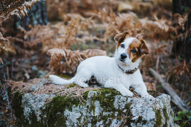 Carino piccolo cane sdraiato sulla roccia nella foresta autunnale — Foto stock