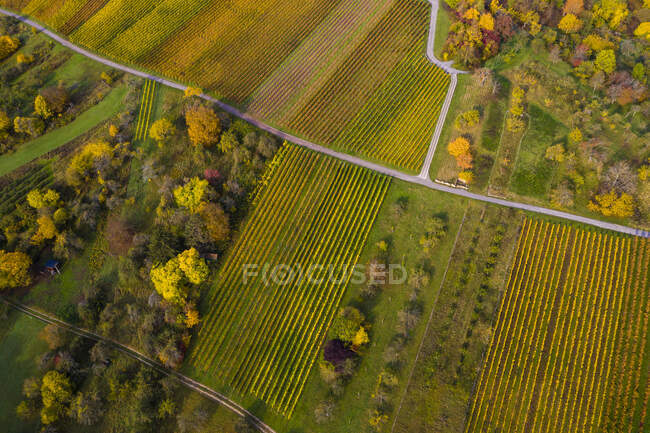 Aerial view of autumn vineyards, Baden-Wurttemberg, Germany — Stock Photo