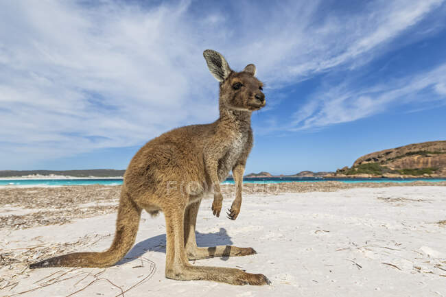 Westliches Graues Riesenkänguru am Strand — Stockfoto