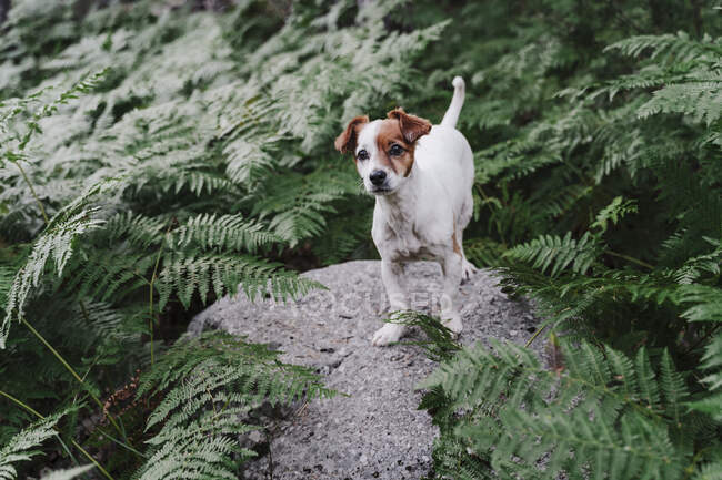 Retrato de lindo cachorro de pie en la roca en medio de plantas en el bosque - foto de stock