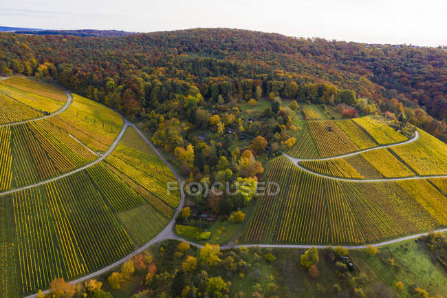 Veduta aerea dei vigneti autunnali, Baden-Wurttemberg, Germania — Foto stock