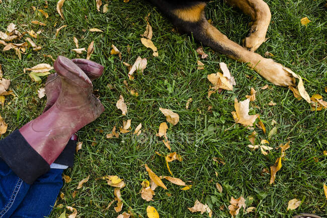 Jambes de femme et rottweiler sur des terres herbeuses dans le parc pendant l'automne — Photo de stock