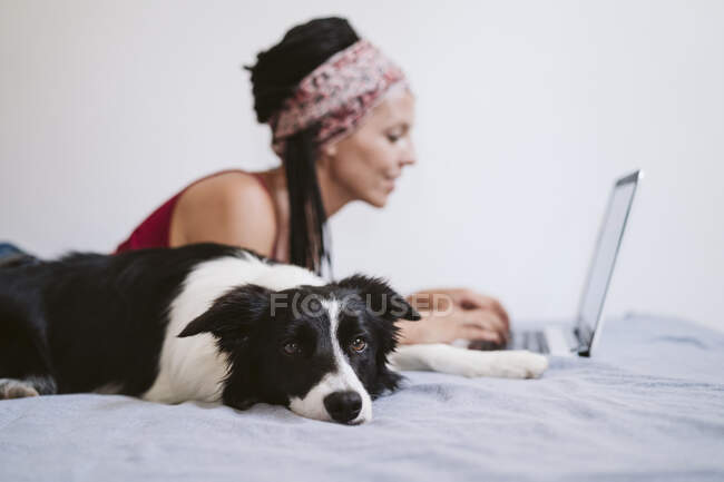 Прикордонний Коллі відпочиває, лежачи на ліжку з жінкою, використовуючи ноутбук вдома. — стокове фото