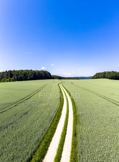 Vista aérea da estrada de terra cortando através do campo de trigo verde no verão — Fotografia de Stock