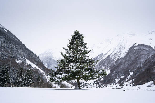 Дерево в заснеженной долине против ясного неба и гор — стоковое фото