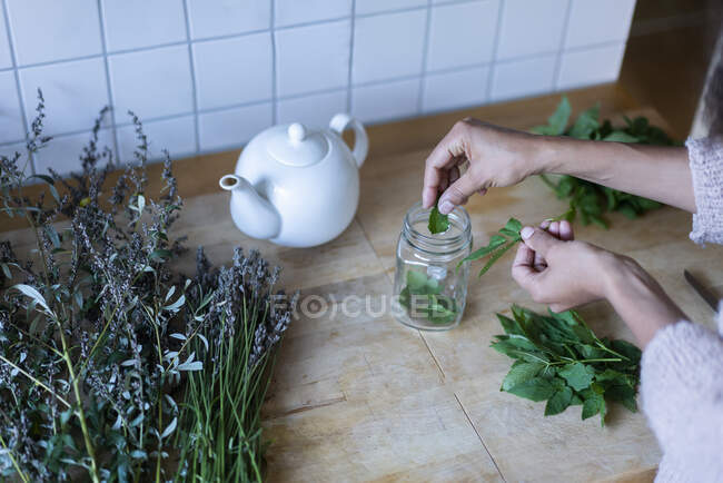 Woman's hands putting herbal leaves in jar while to prepare tea at home - foto de stock