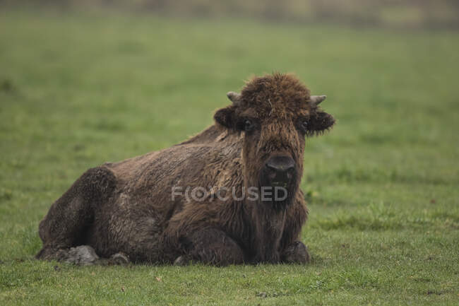 A closeup shot of a brown american bison on a green meadow — Stock Photo