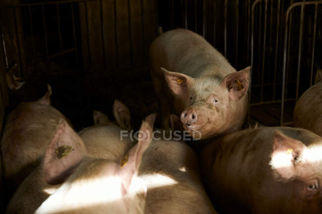 Pigs In Animal Pen On Sunny Day Svini Chasti Tela Zhivotnogo Stock Photo 481869538