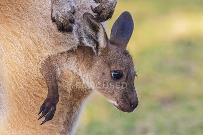 Australia, Western Australia, Windy Harbour, Close up of red kangaroo (Macropus rufus) joey staring out of pouch — Stock Photo