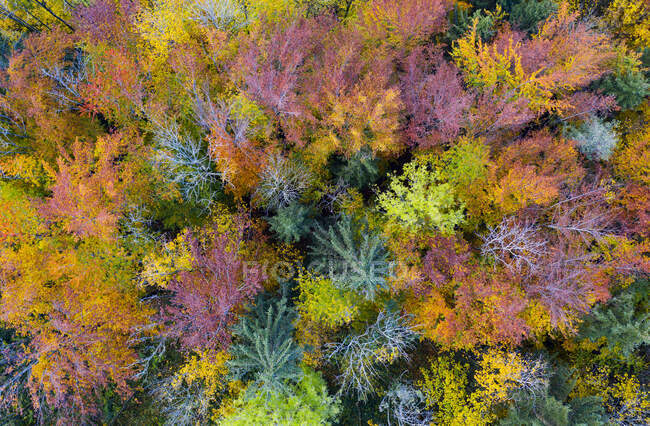 Drone vista della foresta mista in autunno — Foto stock