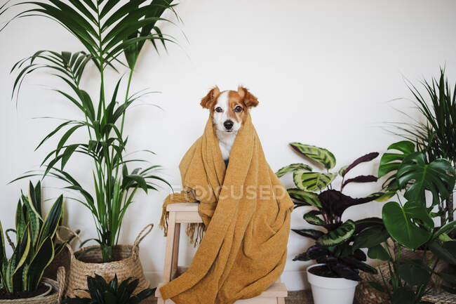 Haustier in Decke gehüllt sitzt auf Tisch von Zimmerpflanze zu Hause — Stockfoto