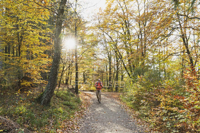 Senior man hiking along footpath in autumn beech forest — Stock Photo