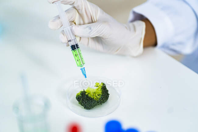 Исследователь вводит брокколи в чашку Петри в лаборатории — стоковое фото