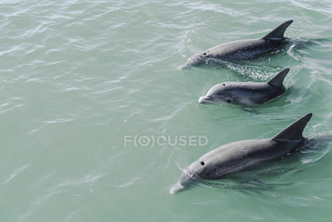 Delfini che nuotano vicino alla superficie — Foto stock
