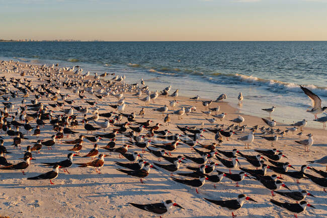 Troupeau d'oiseaux à Lovers Key State Park plage, Fort Myers, Floride, États-Unis — Photo de stock