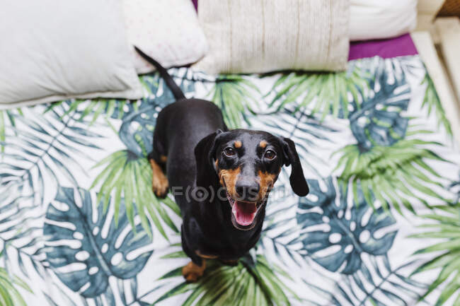 Cão bonito Dachshund na cama em casa — Fotografia de Stock
