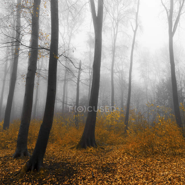 Alemania, Wuppertal, bosque brumoso en otoño - foto de stock