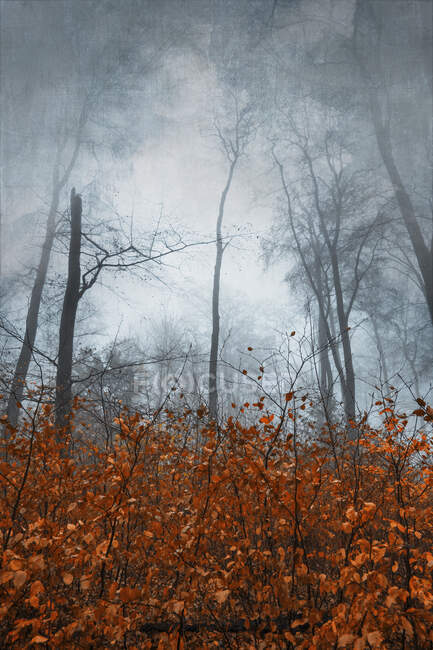 Alemanha, Wuppertal, Floresta nebulosa no outono — Fotografia de Stock