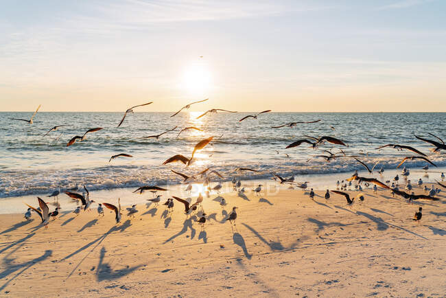 Vogelschar am Strand des Lovers Key State Park mit Sonnenuntergang im Hintergrund, Fort Myers, Florida, USA — Stockfoto