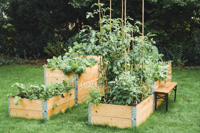 Legumes plantados em camas levantadas no jardim durante o verão — Fotografia de Stock