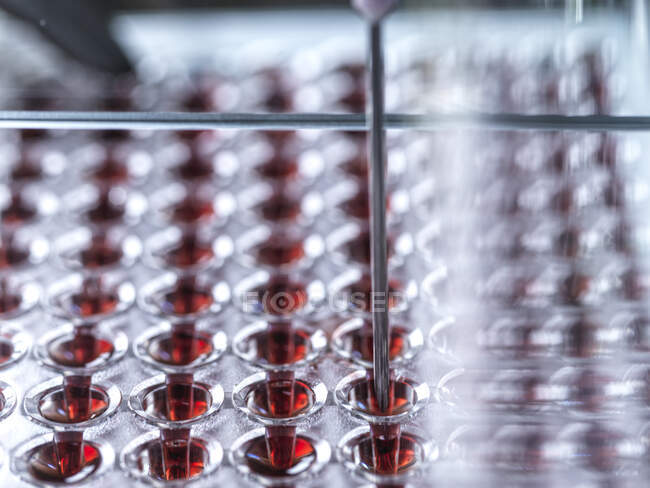 Muestras de sangre contenidas en placa de pozo múltiple listas para ser analizadas en laboratorio - foto de stock